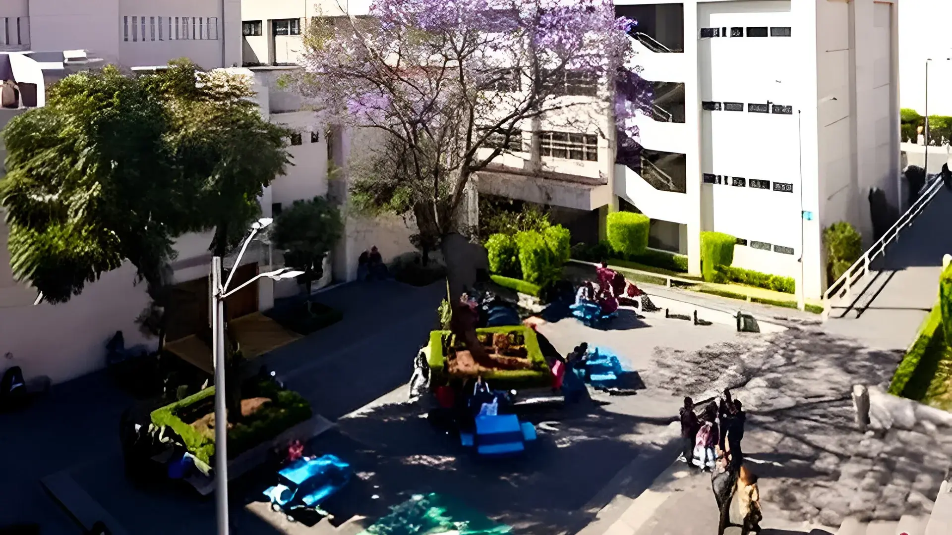 Un jacarandá florece en un patio universitario; estudiantes se reúnen bajo su sombra y alrededor de mobiliario urbano, entre edificios escolares.