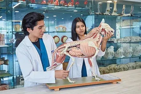 instalaciones-medicina-veterinaria-b