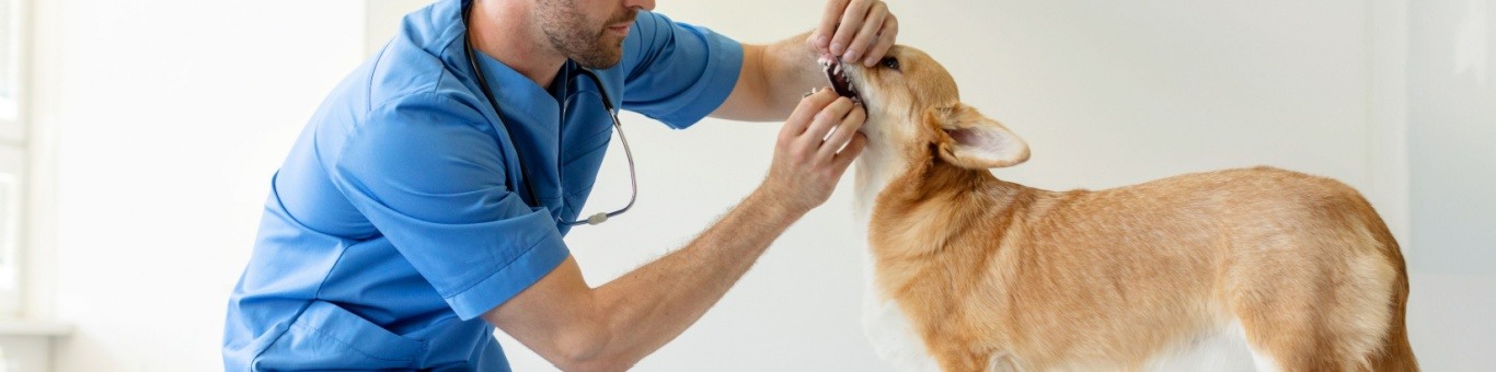 Carrera de Veterinaria: plan, duración y campo laboral