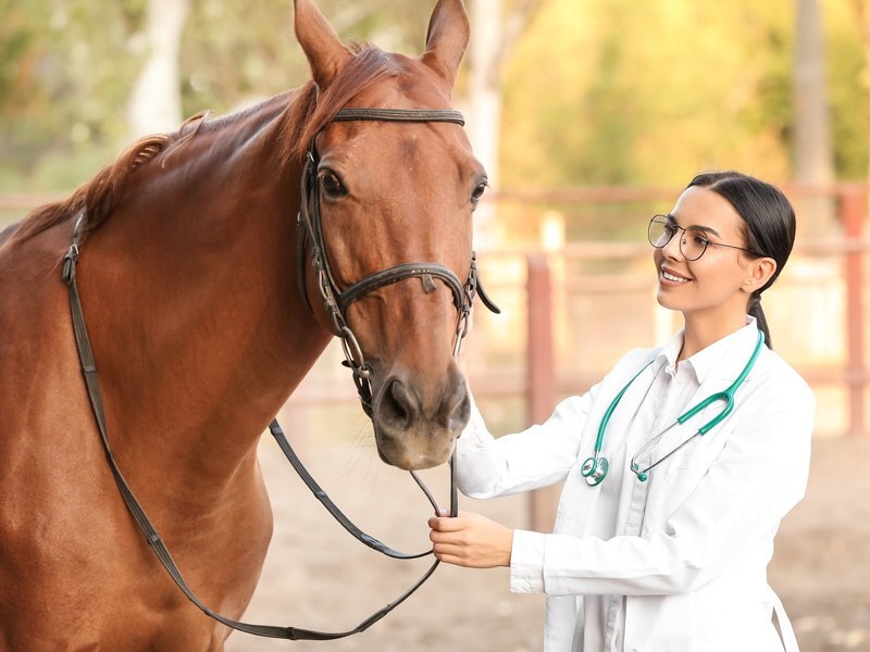 Entre agujas y herraduras: Extracción sanguínea de caballos