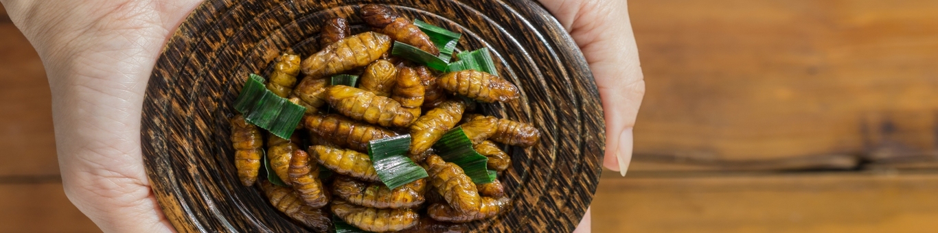 insectos-en-la-alimentacion-banner