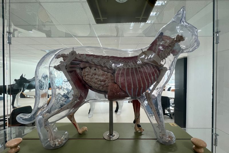 Nuestros alumnos de Veterinaria y Zootecnia emplean modelos y simuladores animales para reforzar más su aprendizaje.