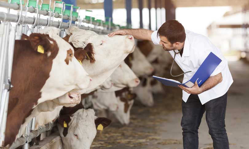 Qué se estudia en la carrera de veterinaria