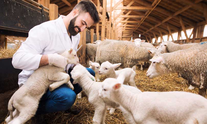 Dónde estudiar veterinaria