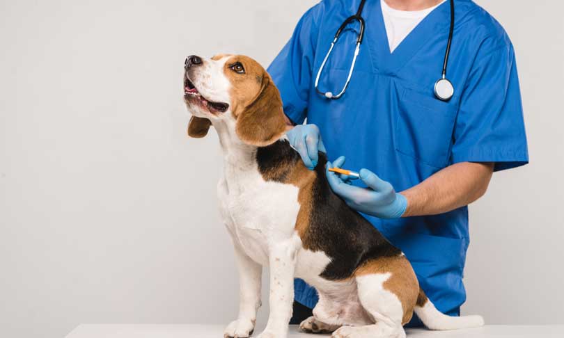 Carrera de veterinaria: todo lo que debes saber antes de estudiarla