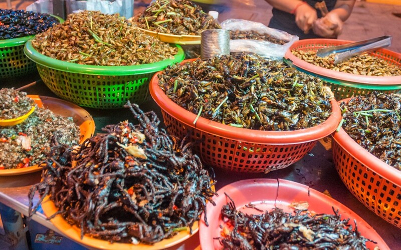 insectos-en-la-alimentacion-5