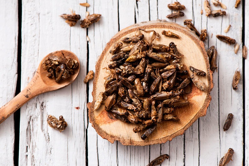 insectos-en-la-alimentacion-6