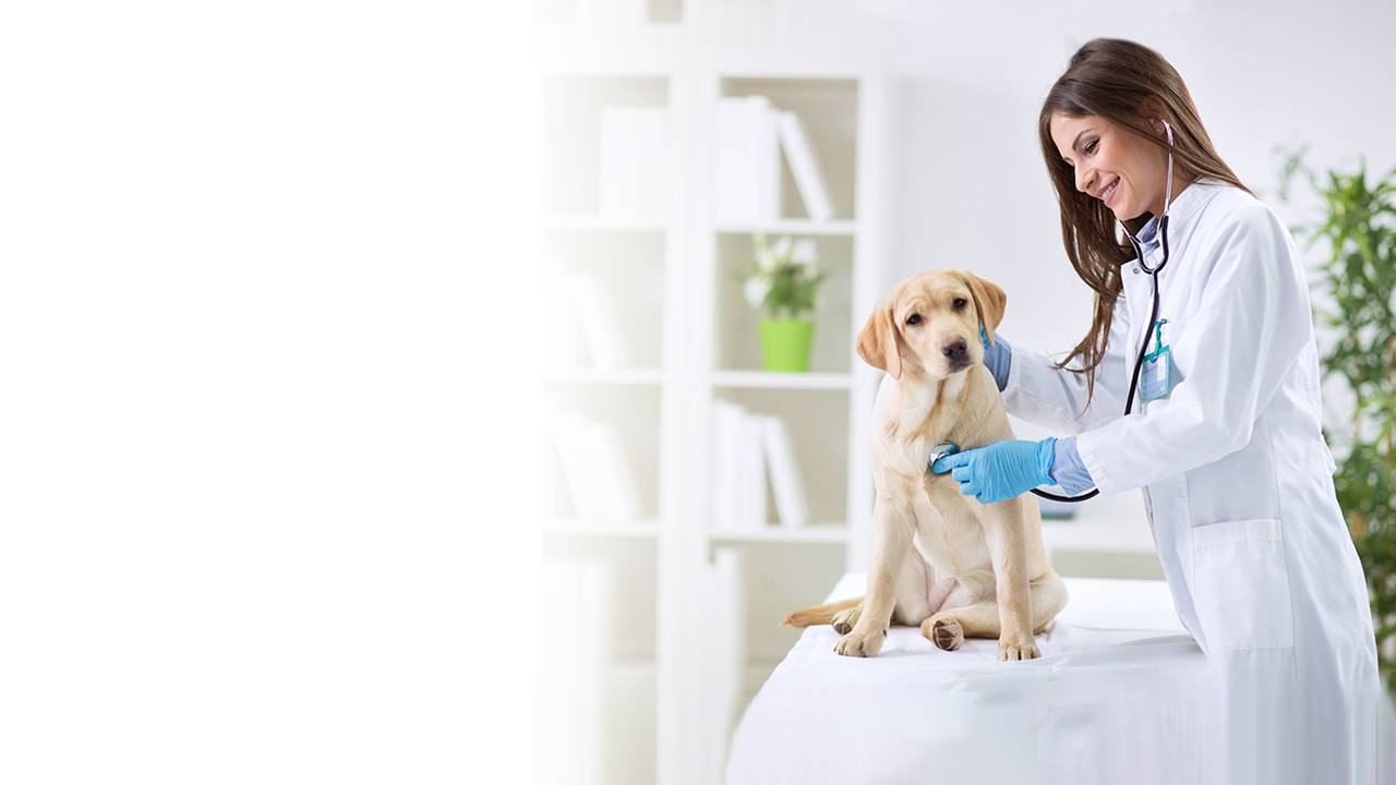 Estudiar veterinaria en la UNITEC