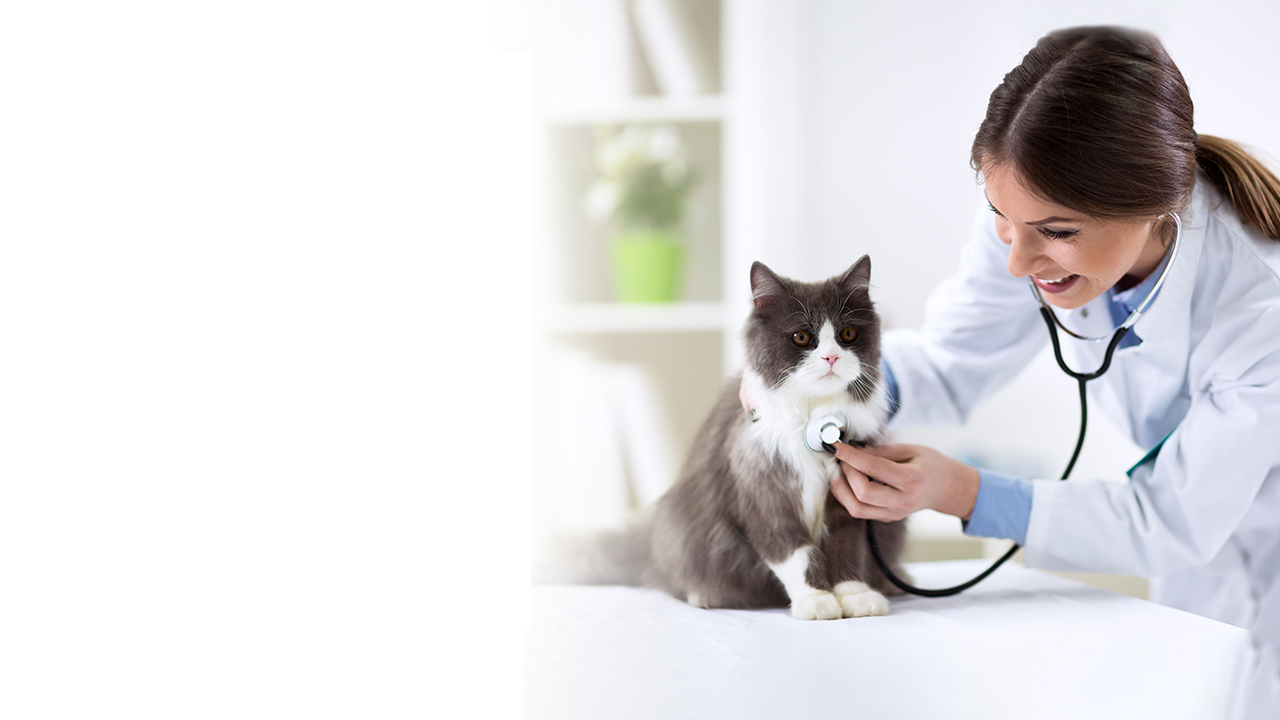 Estudiar veterinaria en UNITEC